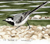 White Wagtail