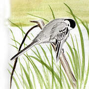 White Wagtail