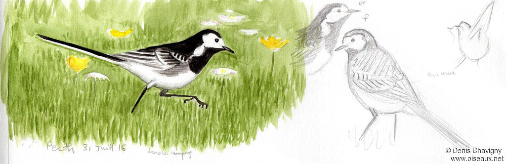 White Wagtail male adult breeding, identification, walking