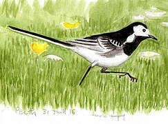 White Wagtail