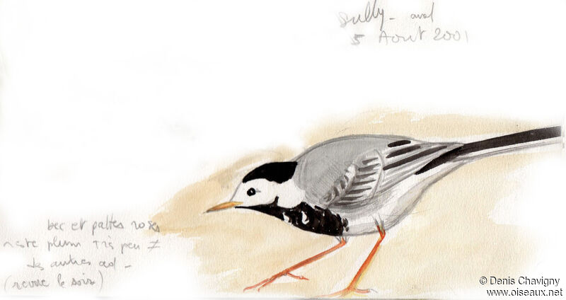 White Wagtail, pigmentation