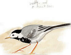 White Wagtail