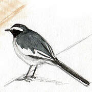 White-browed Wagtail