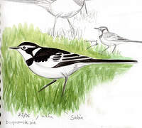 African Pied Wagtail