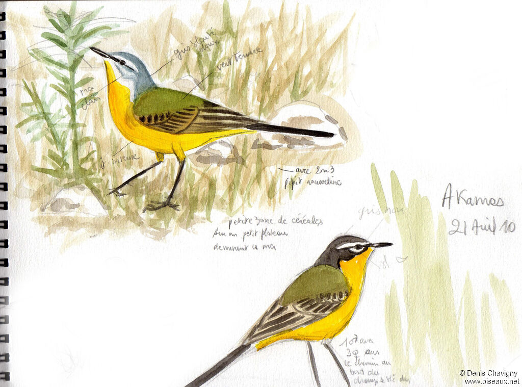 Western Yellow Wagtailadult breeding, habitat