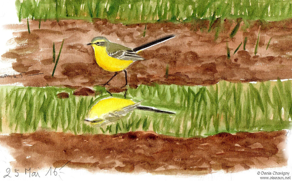 Western Yellow Wagtail female adult breeding, habitat, walking