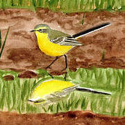 Western Yellow Wagtail