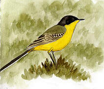 Western Yellow Wagtail