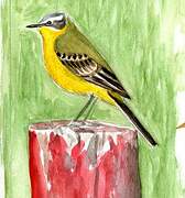 Western Yellow Wagtail