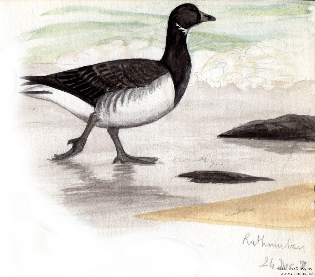 Brant Goose, identification, walking