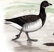 Brant Goose