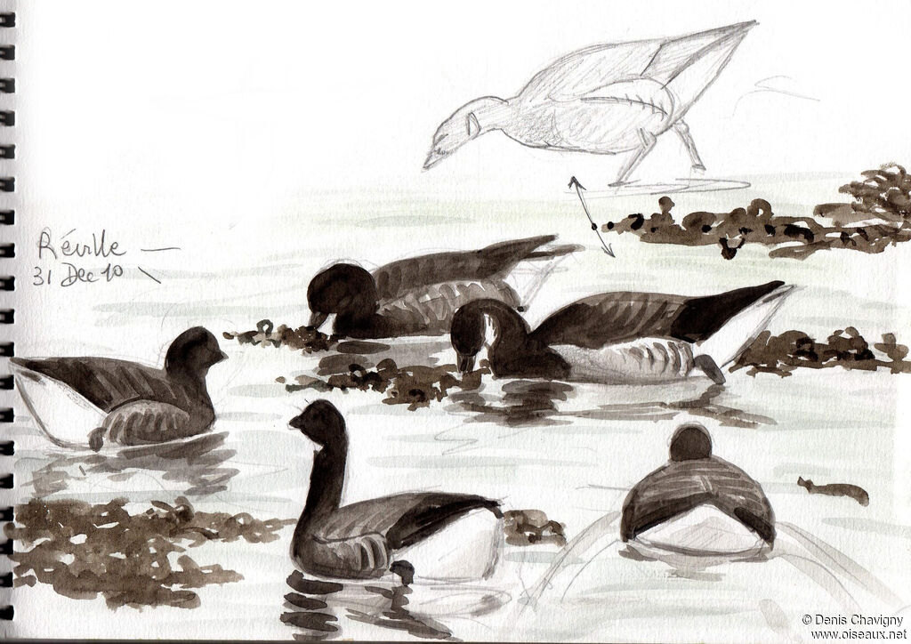 Brant Goose, habitat, swimming, eats