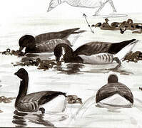 Brant Goose