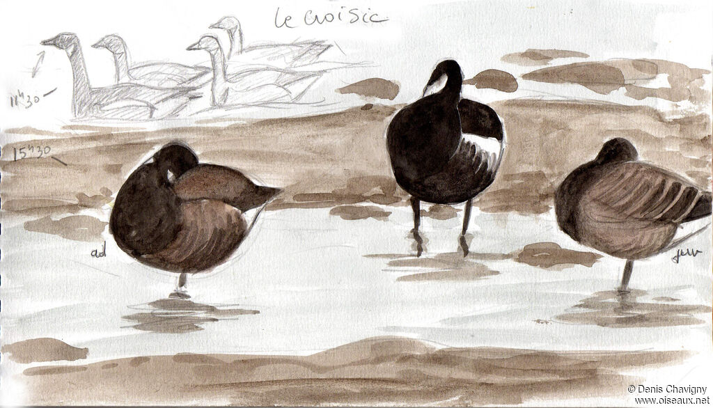 Brant Goose, habitat