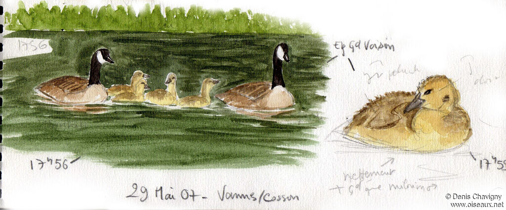 Canada Goose, habitat