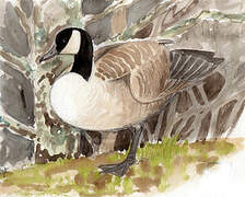 Canada Goose