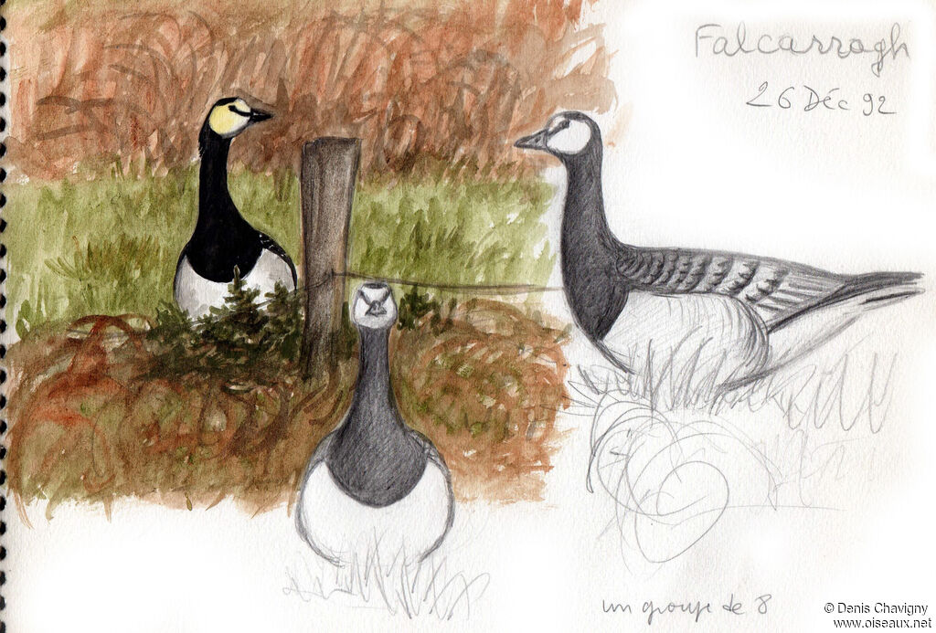 Barnacle Goose, habitat