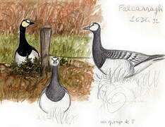 Barnacle Goose