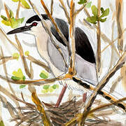 Black-crowned Night Heron