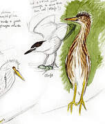 Black-crowned Night Heron