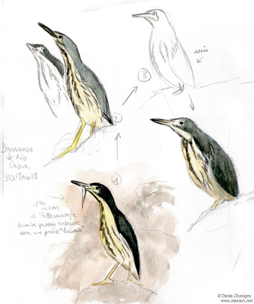 Dwarf Bittern, identification