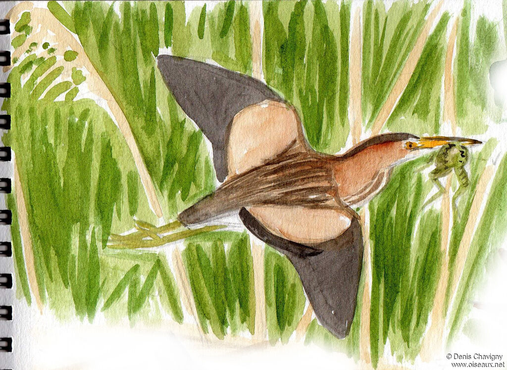 Little Bittern female adult breeding, Flight, eats