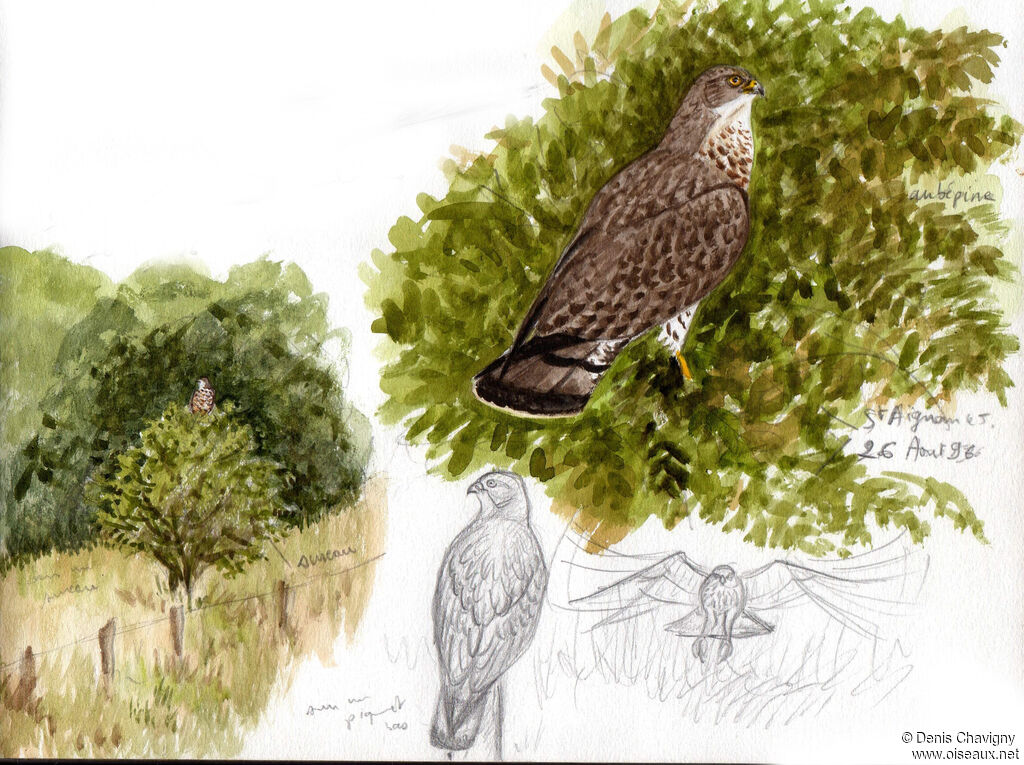 European Honey Buzzard female, identification