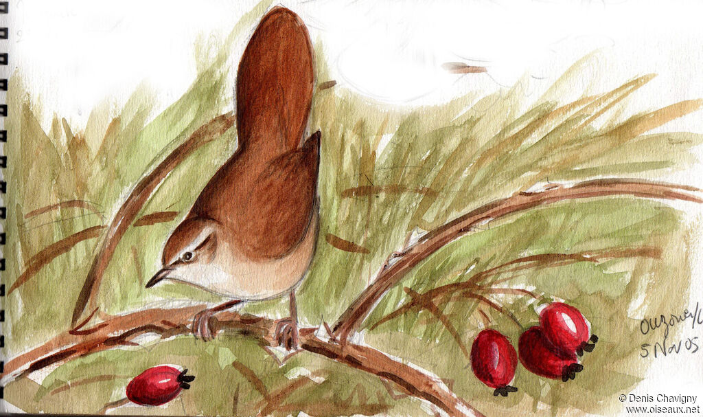 Cetti's Warbler, identification