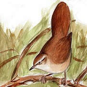 Cetti's Warbler