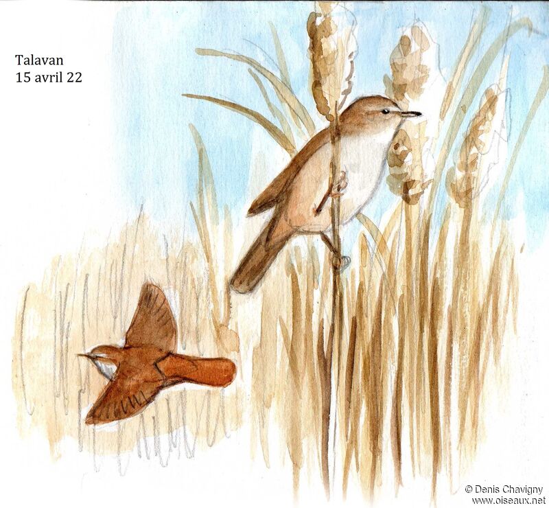 Cetti's Warbler male adult
