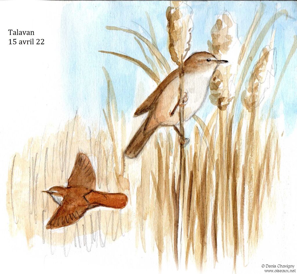 Cetti's Warbler male adult