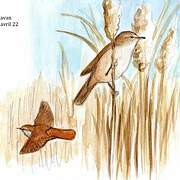 Cetti's Warbler