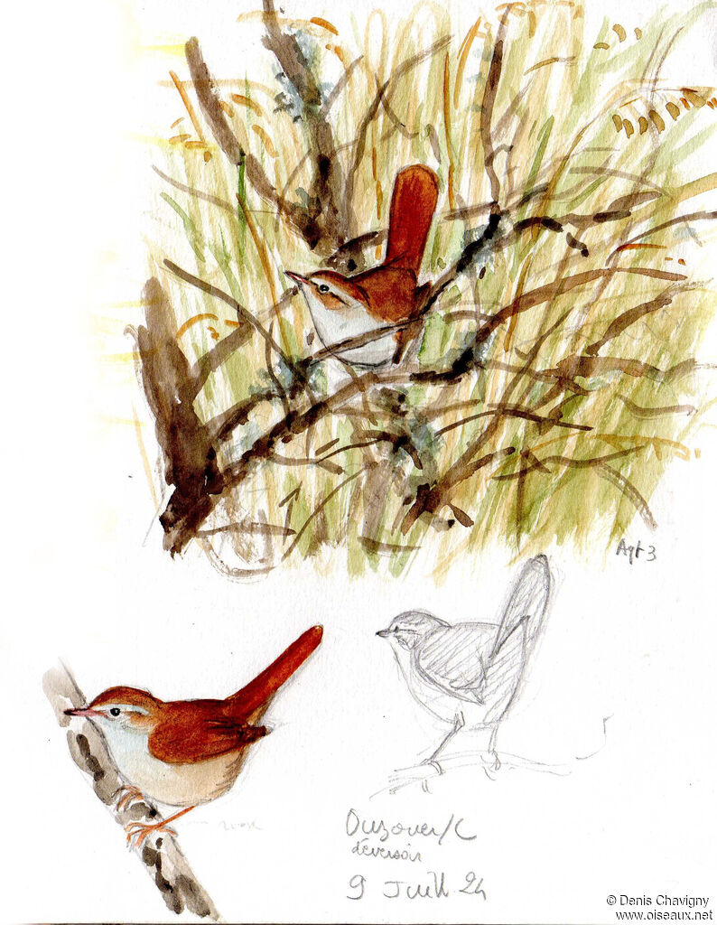Cetti's Warbleradult, habitat