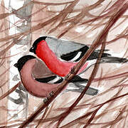 Eurasian Bullfinch