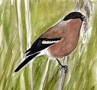 Eurasian Bullfinch