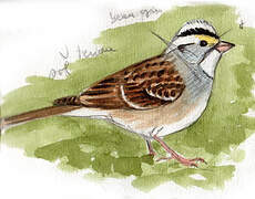 White-throated Sparrow