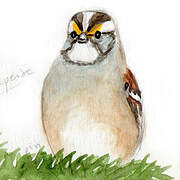 White-throated Sparrow