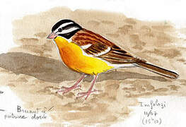 Golden-breasted Bunting