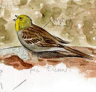 Cinereous Bunting