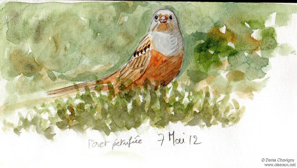 Cretzschmar's Bunting male adult breeding, identification