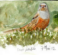 Cretzschmar's Bunting