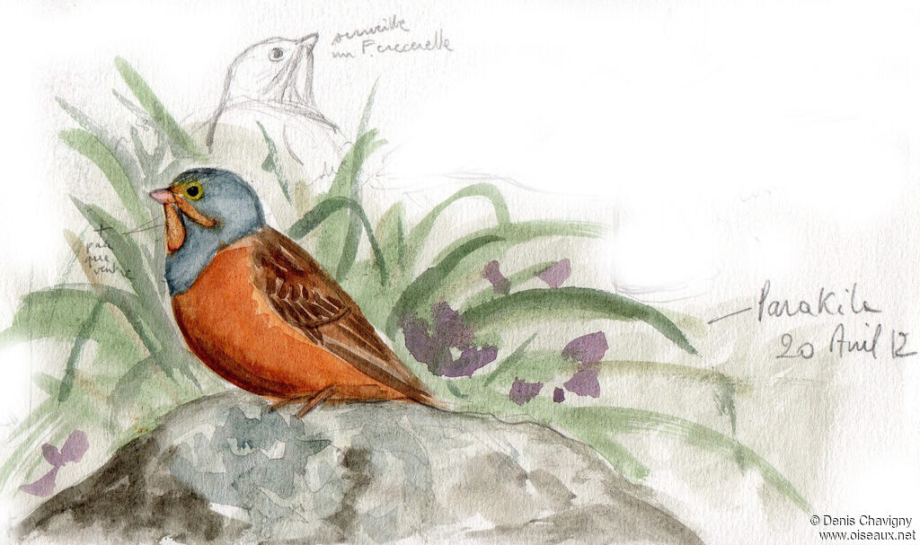 Cretzschmar's Bunting male adult breeding, habitat