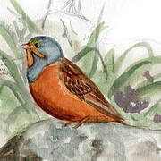 Cretzschmar's Bunting