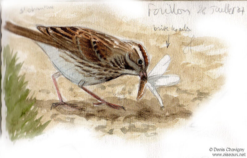 Song Sparrowadult, identification, eats