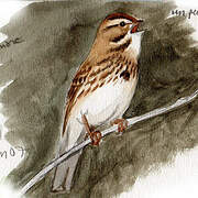 Song Sparrow