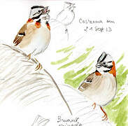 Rufous-collared Sparrow