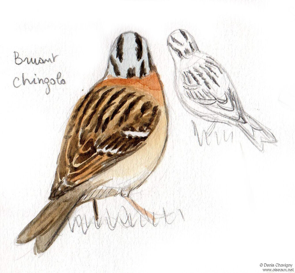 Rufous-collared Sparrowadult, walking