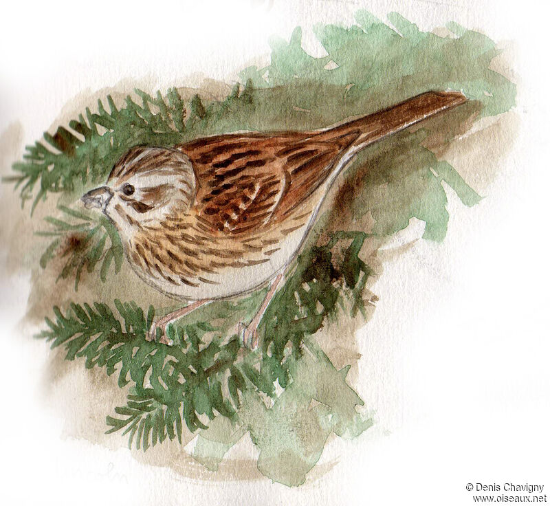 Lincoln's Sparrowadult, identification