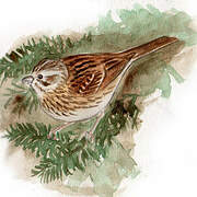 Lincoln's Sparrow