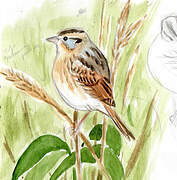 Nelson's Sparrow